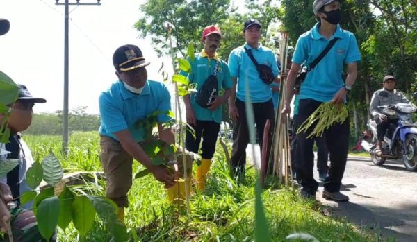 Tanam Pohon Untuk Peremajaan, Dinas PUPR Bondowoso Tanam 3.000 Pohon Mahoni